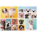 Puzzle - 160 - Psia przyjaźń - Trefl 15412 Puzzle - 160 - Psia przyjaźń - Trefl 15412